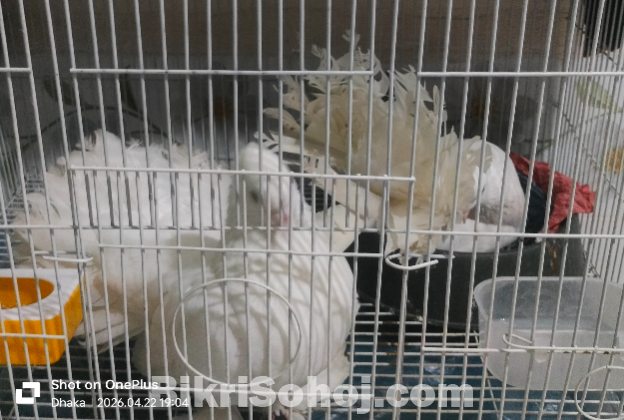 লক্ষা কবুতর খাচা সহ বিক্রি